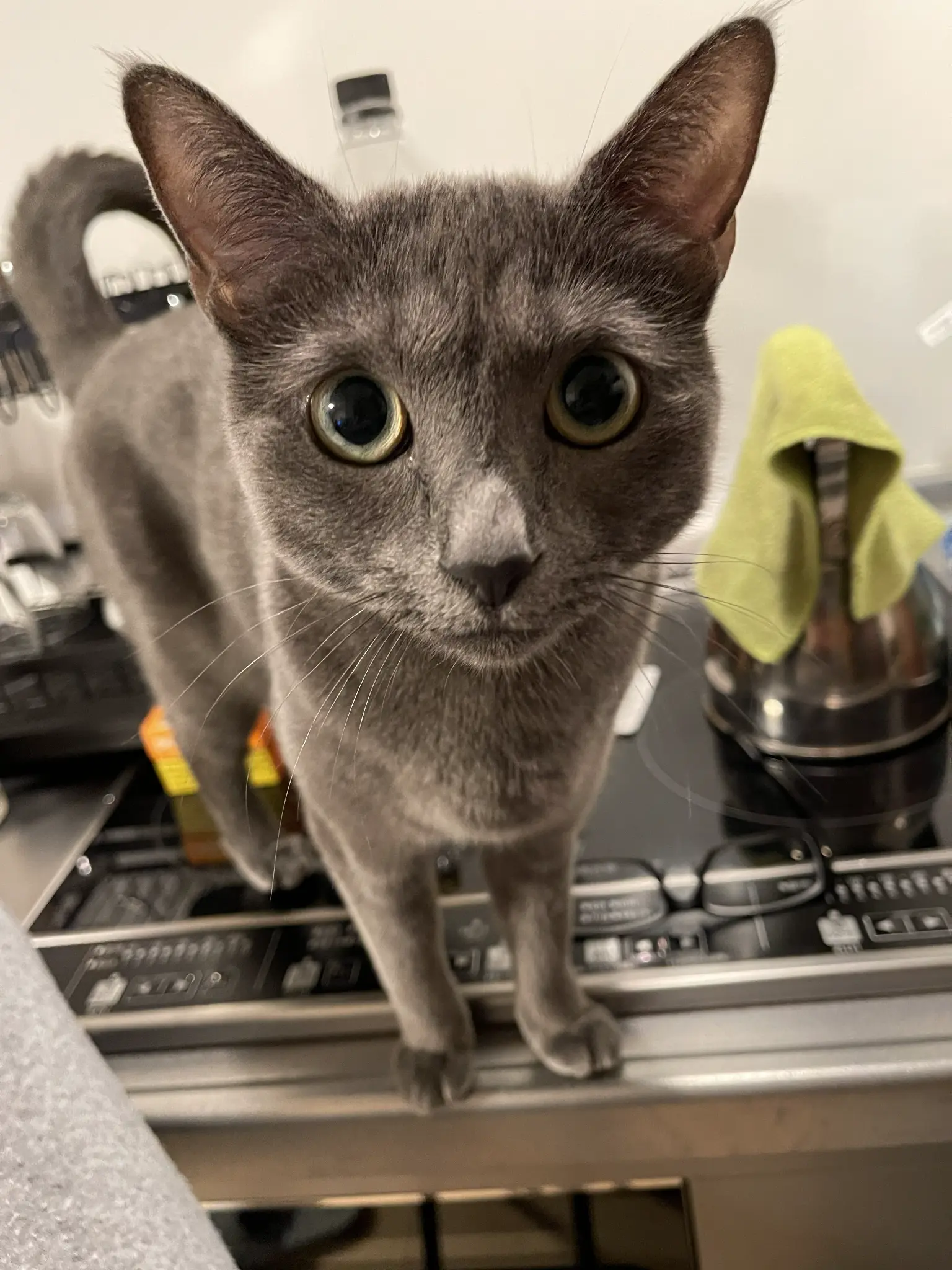 静かな表情の猫