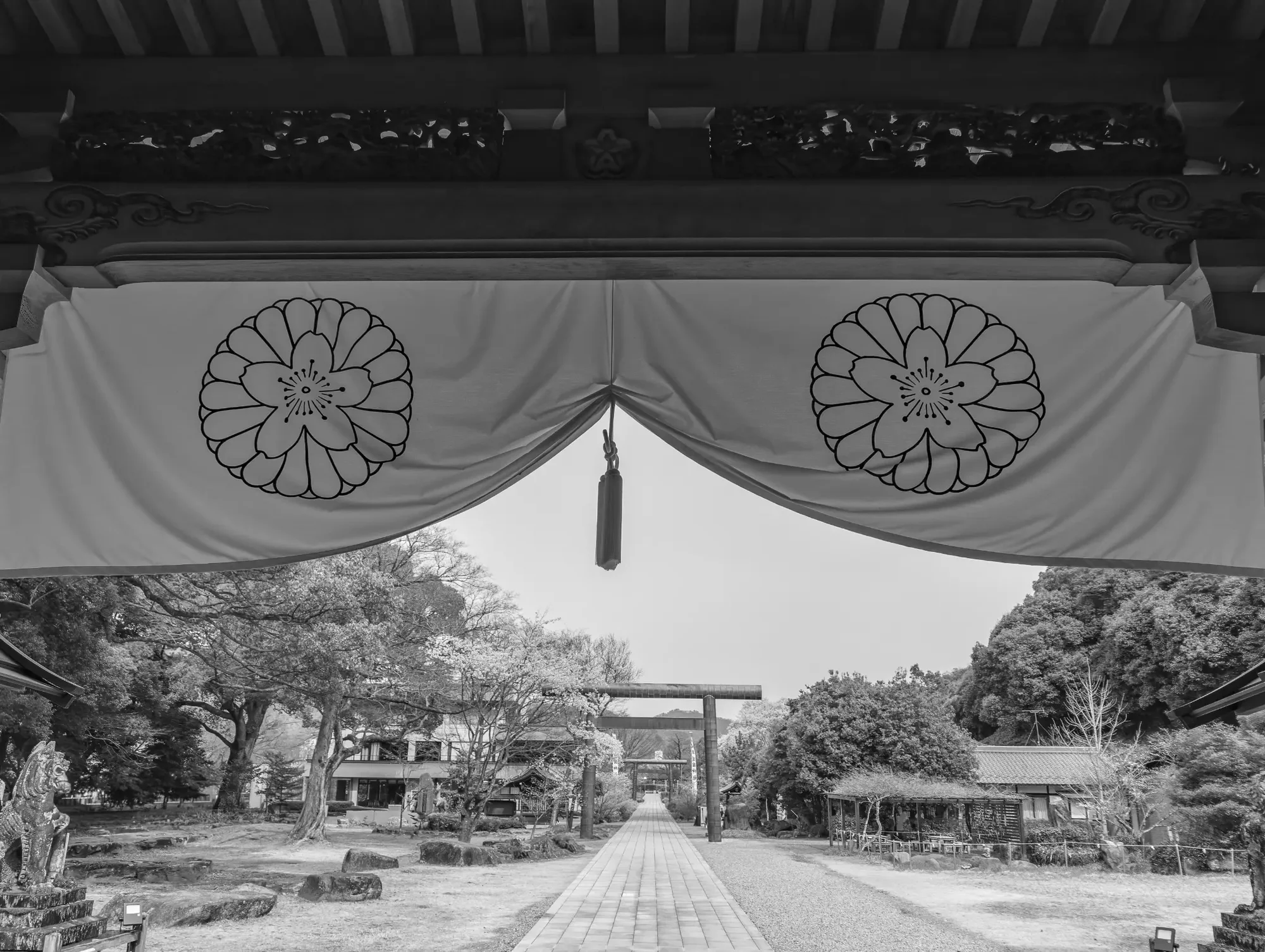 岐阜護国神社の桜が咲く参道