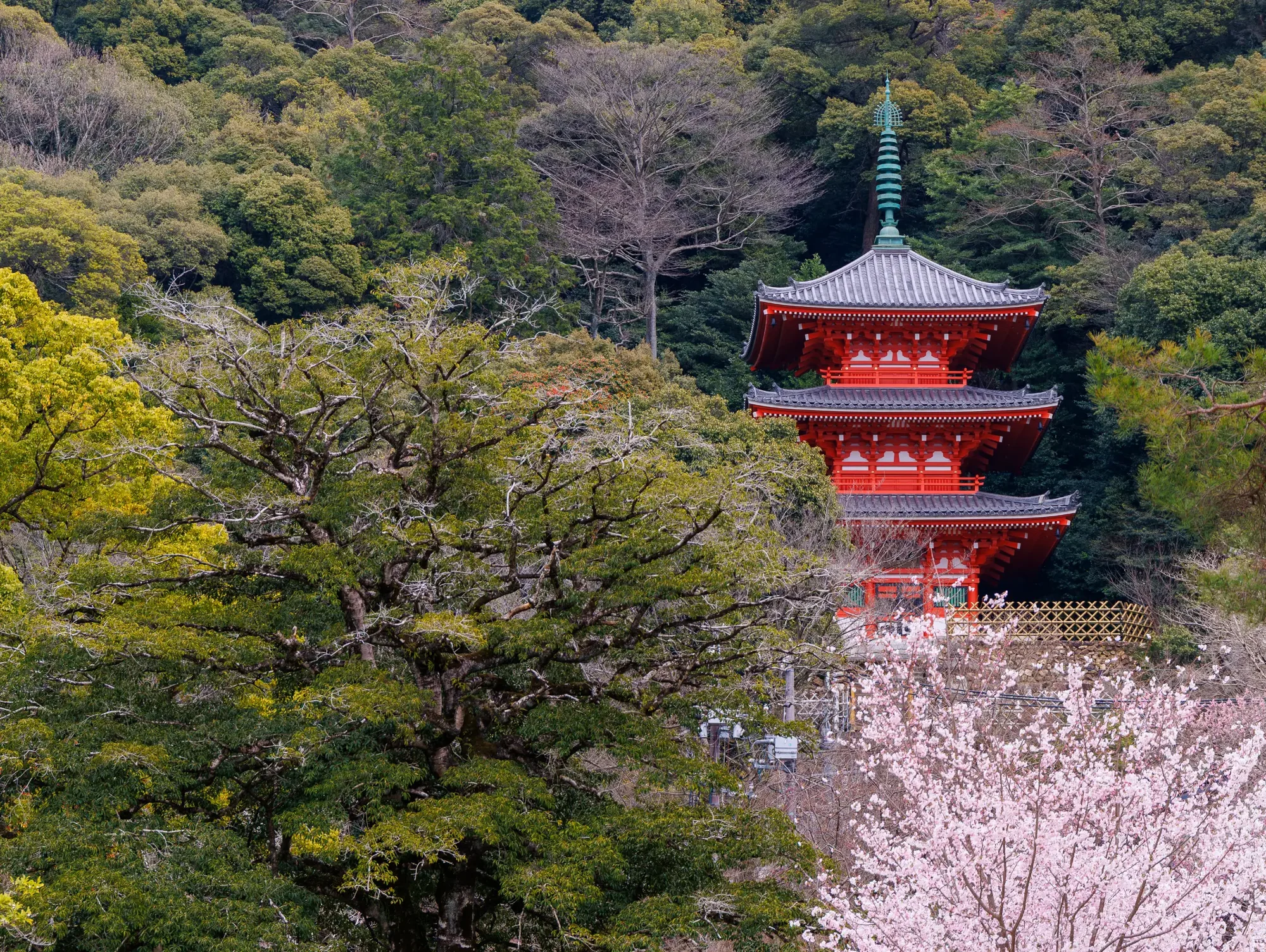 桜と三重塔