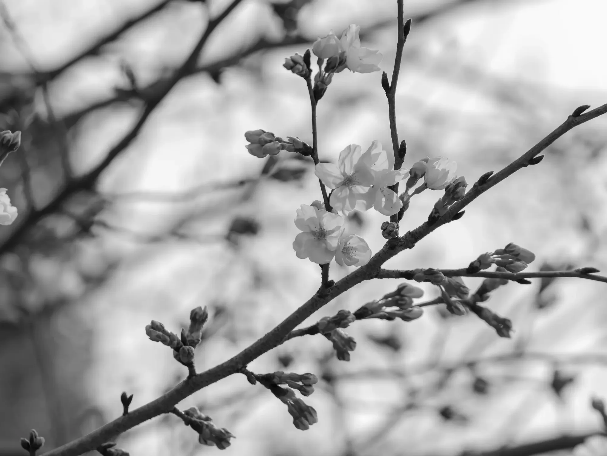 岐阜公園で咲き始めた桜