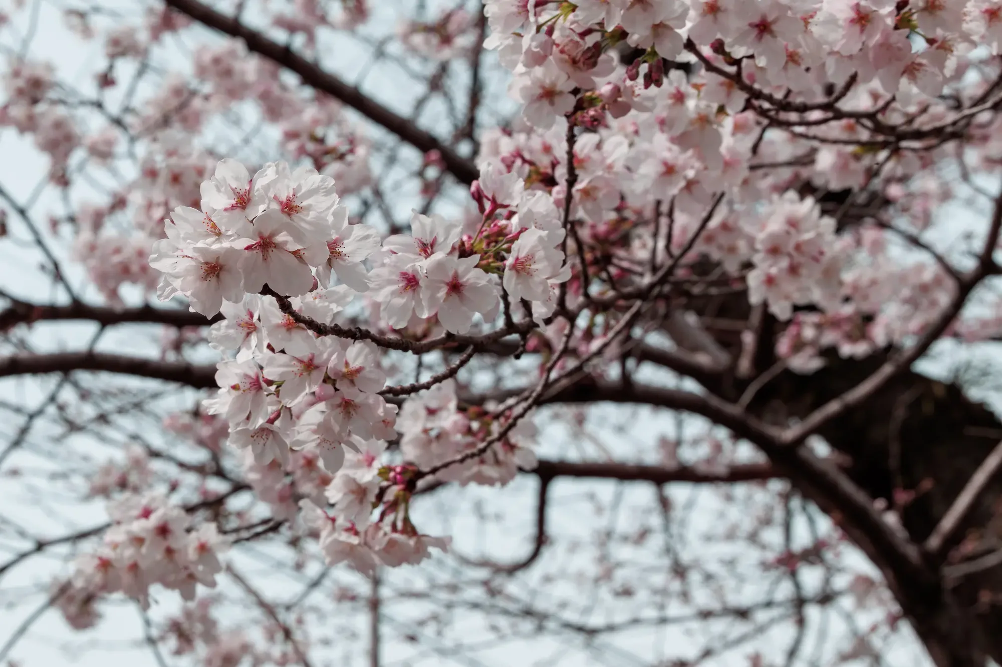 岐阜公園の満開の桜
