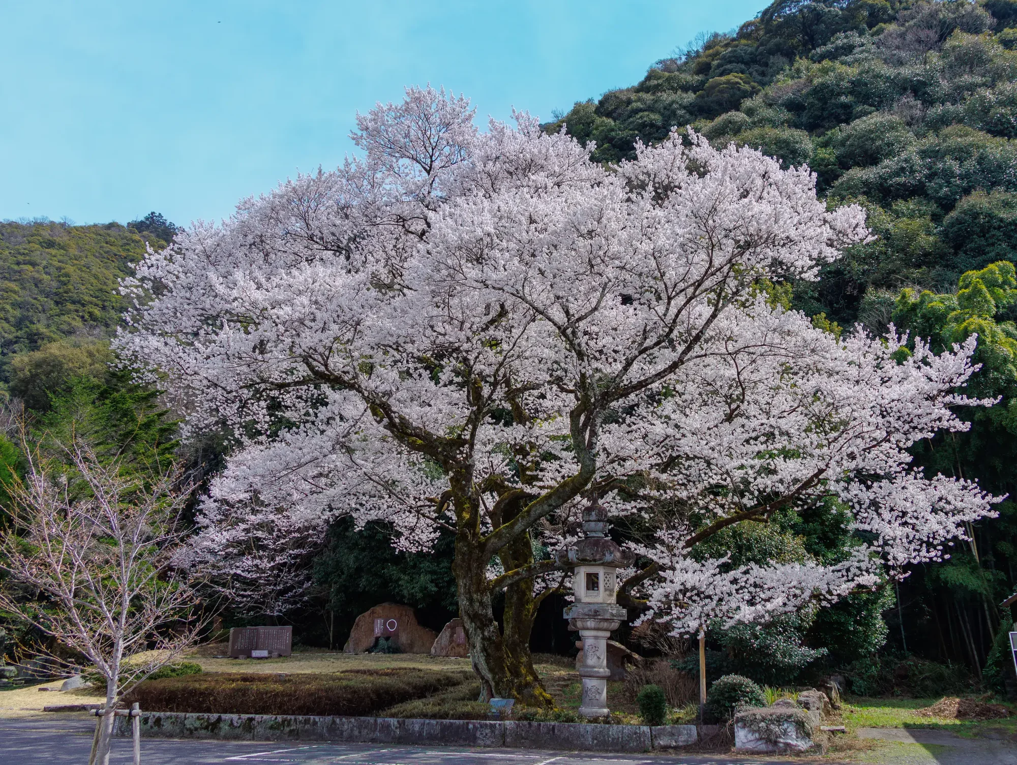 岐阜公園の老桜と石灯籠